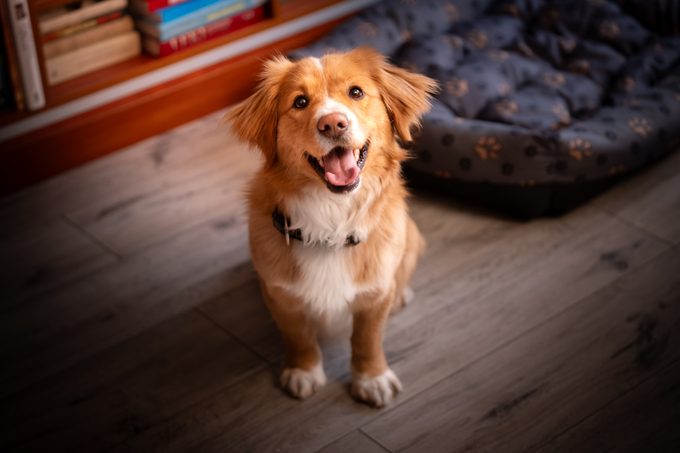 A Cheerful Dog Sits On The Floor In The House